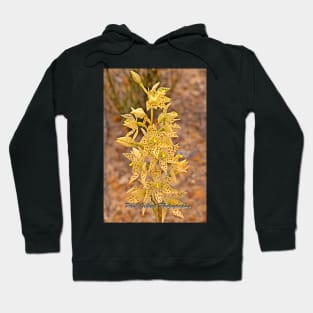 Freckled Sun Orchid - Thelymitra sargentii - Western Australia Hoodie